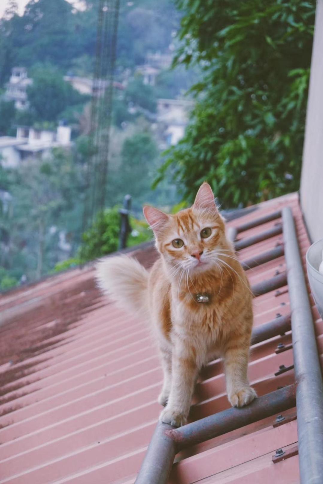 中国蒲公英民宿dandelion Guest House Villa With Mount View Kandy Buitenkant foto